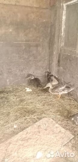 Подсадные утки