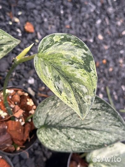 Сциндапсус hologram