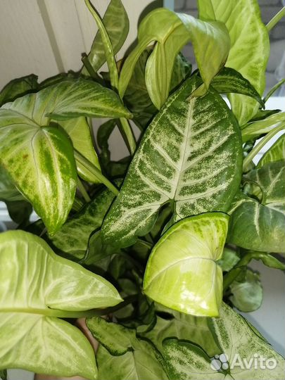 Сингониум White Butterfly