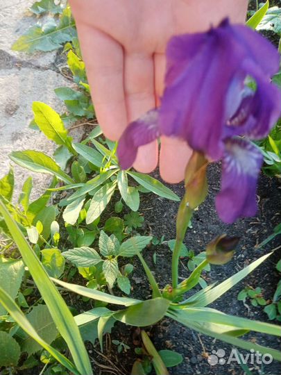 Ирис, аквилегия