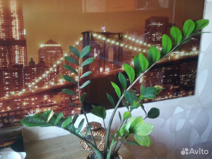 Замиокулькас