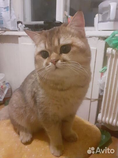 Вязка. Шотландец, золотая шиншилла