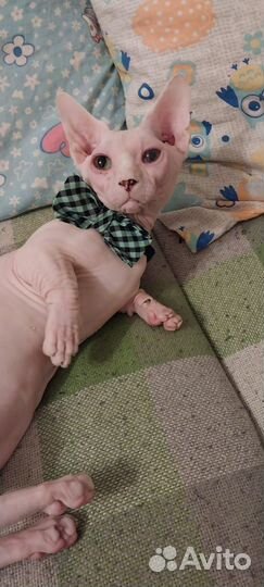 Кот сфинкс бамбино