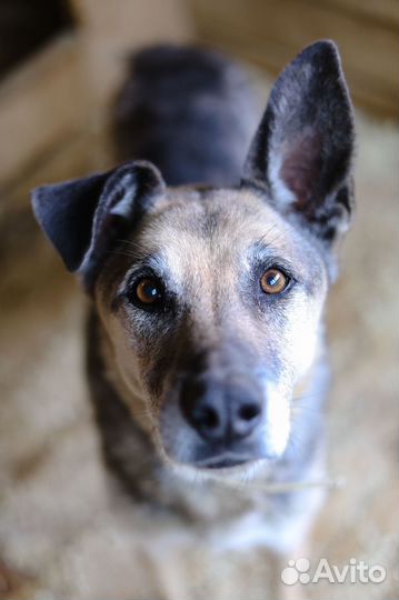Твой взрослый друг ждёт тебя в приюте
