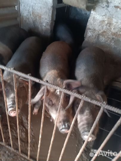 Свиньи живым весом