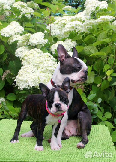 Бостон терьер