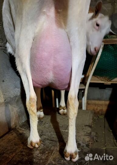 Козочка и 2 козлика