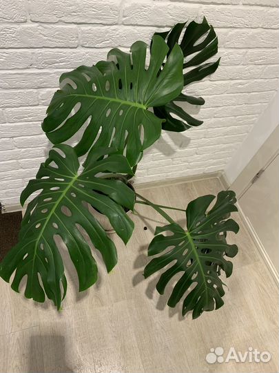 Монстера деликатесная