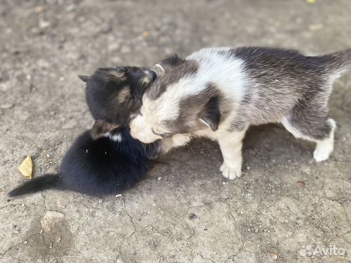 Собака в добрые руки щенок хаски