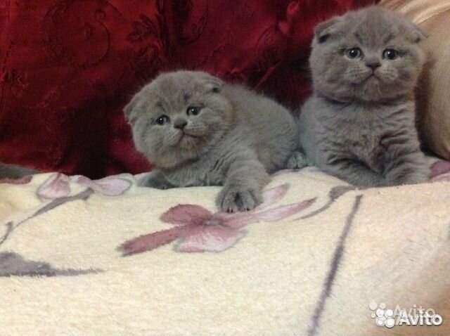 Голубые скоттиш фолд