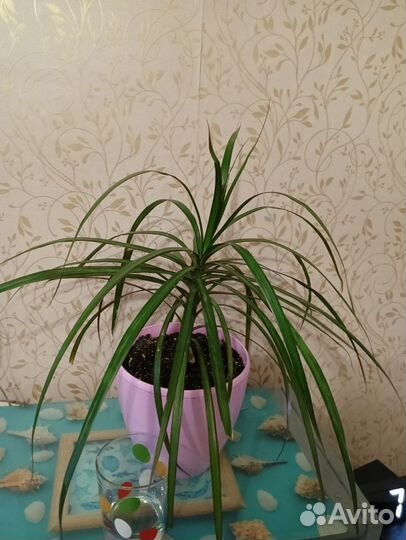 Пальма драцена