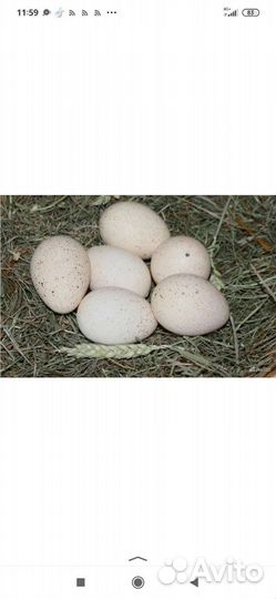 Инкубационное яйцо индейки