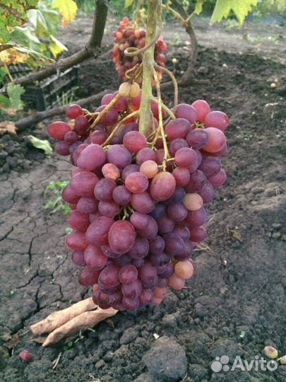 Саженцы винограда