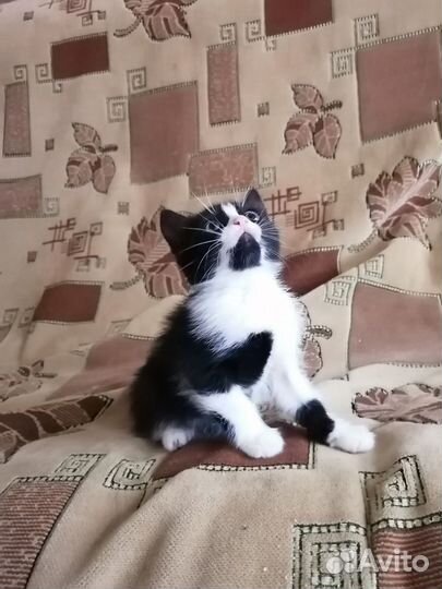 Черно-белый котик в хорошие руки. 1 месяц