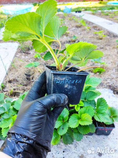 Рассада клубники