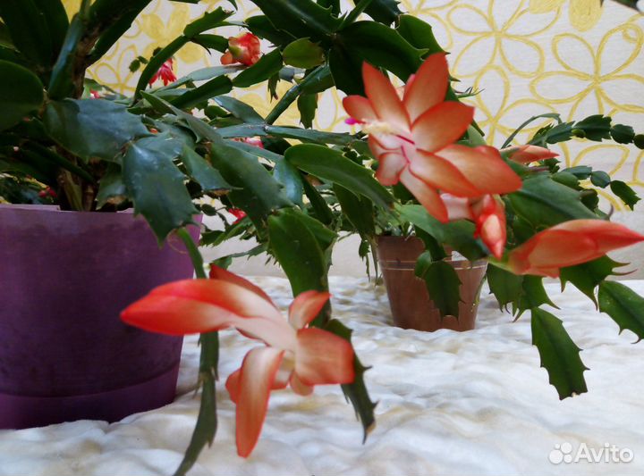 Декабрист оранжево-крас,красн,сиренев,белый,роз