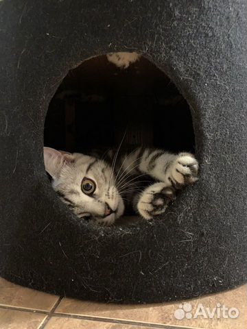 Шотланский котенок прямоухий