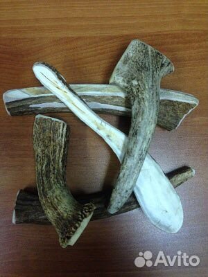 Рога лося для собак