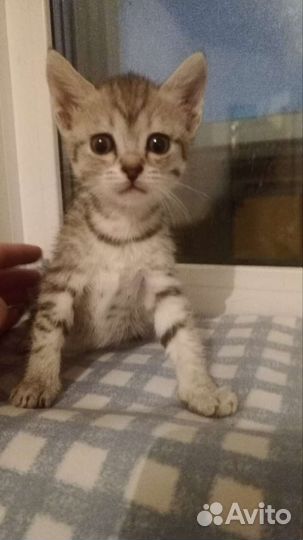 Отдам бесплатно