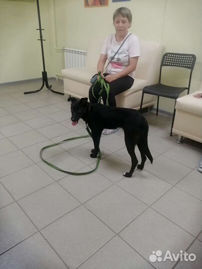 Щенок 6 месяцев Линда стерилизована, доставкой