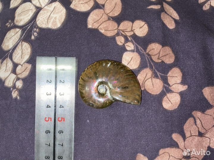 Окаменелости аммониты