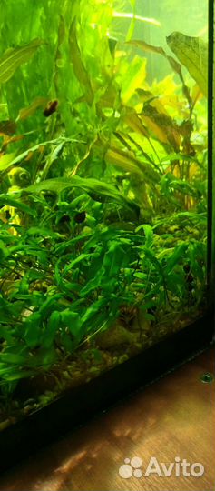 Аквариумные растения