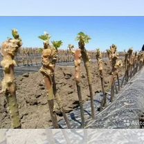 Виноград Чубук черенки Зинфандель