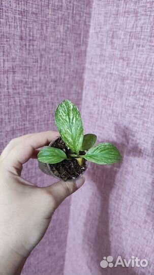 Спатифиллум сенсация вариегатный