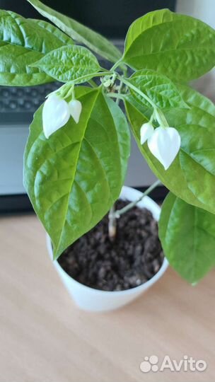 Клеродендрум томпсона