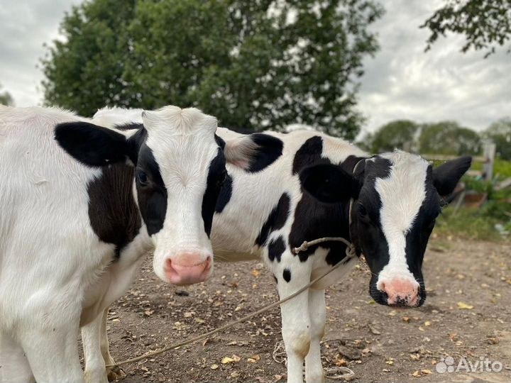 Телята бычки