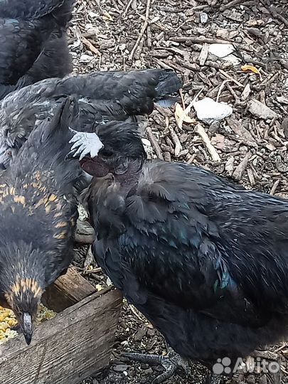 Петухи голошеи