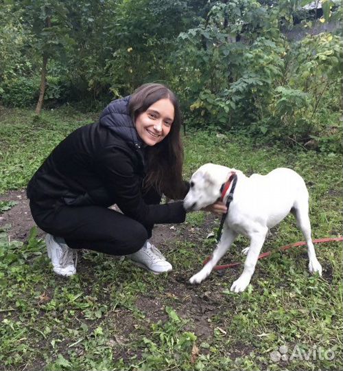 Передержка собак