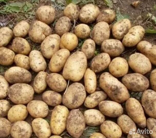 Картофель Элитный Императрица