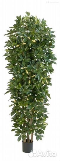 Шеффлера коллонновидная большая пестрая 195 см