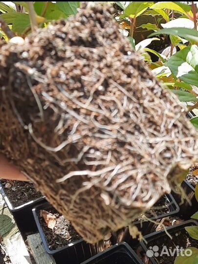 Саженцы метельчатой гортензии