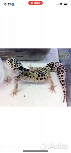 Ящерица эублефар