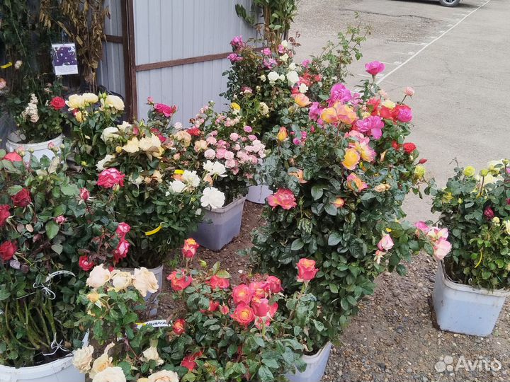 Саженцы роз