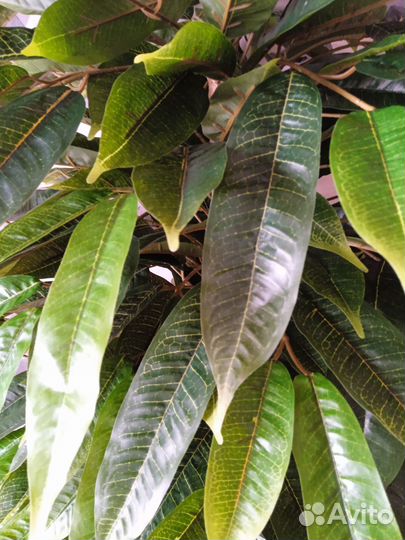 Искусственное дерево