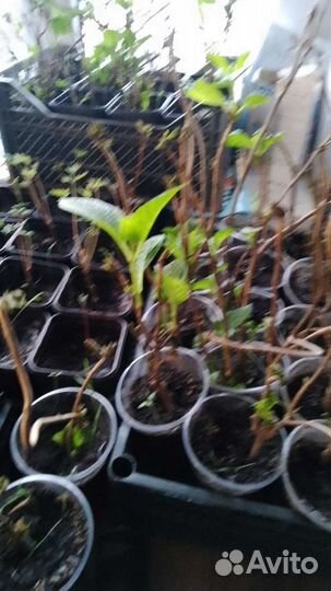 Саженцы