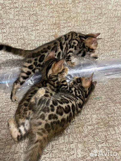 Бенгальская девочки