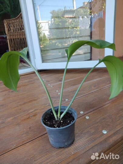 Эухарис амазонская лилия