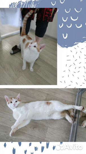 Рыже-белый мальчик в добрые руки