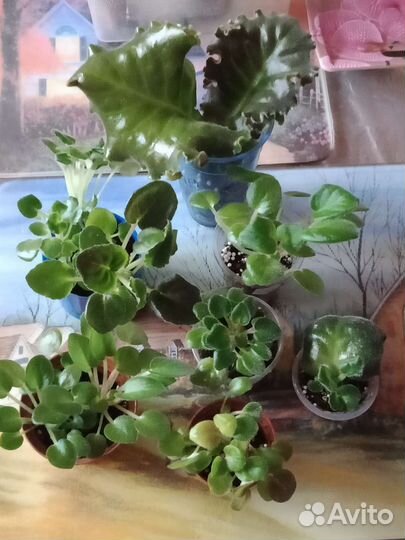 Детки сортовых фиалок