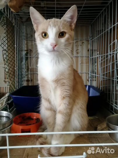 Котенок мальчик