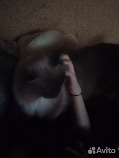 Кот