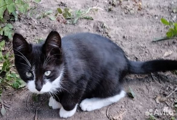 Котенок 4мес