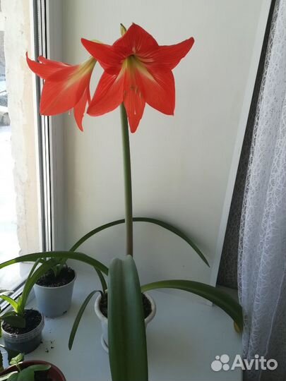 Амараллисс