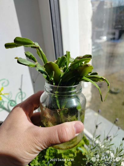 Домашние цветы