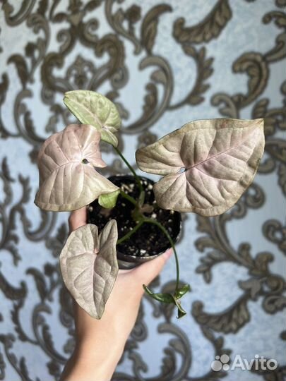 Сингониум три короля