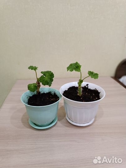 Пеларгония герань Марсель